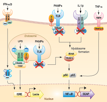 NF-κB and IRF signaling pathways in THP1-Dual™ KO-MyD cells