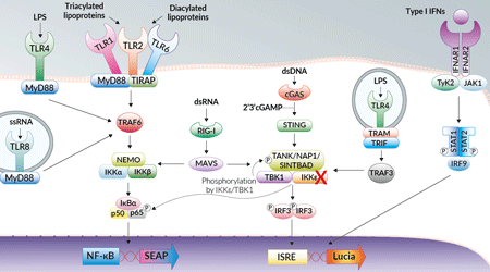 NF-κB and IRF signaling pathways in THP1-Dual™ KO-IKK cells