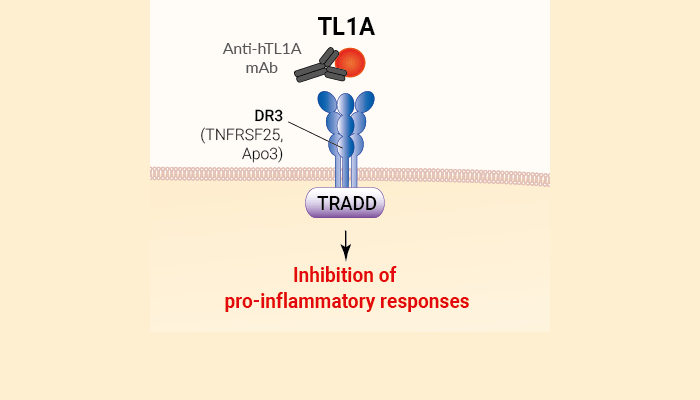 Binding of Anti-hTL1A-hIgG1