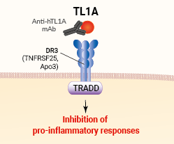 Binding of Anti-hTL1A-hIgG1