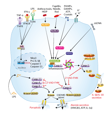 Inhibition of caspase signaling by Z-VAD-FMK