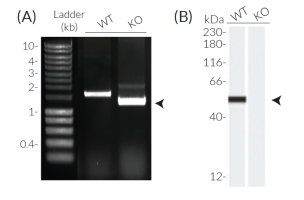 Validation of GSDMD Knockout Validation of GSDMD Knockout (KO)