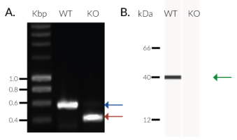 Validation of TREX1 Knockout