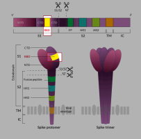 SARS-CoV-2 Spike protein - RBD SARS-CoV-2 Spike protein - RBD