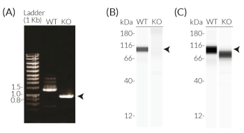 Validation of CASP4 KO in THP1-KO-CASP4 cells Validation of CASP4 KO in THP1-KO-CASP4 cells