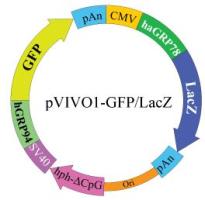 pVIVO1 - GFP - LacZ plasmid map