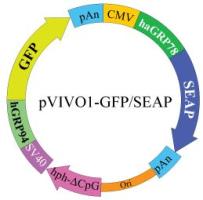 pVIVO1 - GFP- SEAP plasmid map
