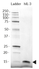 Recombinant human IL-3 detection by SDS-PAGE