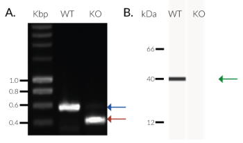 Validation of TREX1 Knockout