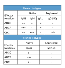 Effector functions of antibody isotypes Effector functions of antibody isotypes