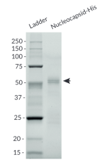 Nucleocaspid-His purity analysis by SDS-PAGE Nucleocaspid-His purity analysis by SDS-PAGE