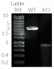 Validation of IRF1 knockout by PCR Validation of IRF1 knockout by PCR