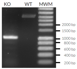 Validation of IRF3 knockout by PCR Validation of IRF3 knockout by PCR