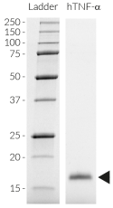 Human TNF-α SDS-PAGE analysis