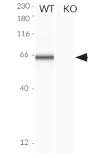Validation of cGAS knockout by Western blot (Wes™)