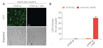 Functional validation of Val-boroPro-induced NLRP1 inflammasome activation