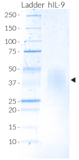 Human IL-9 SDS-PAGE analysis