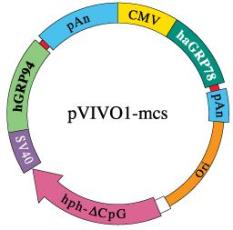 pVIVO1 - MCS plasmid map