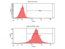 Binding of Anti-hVISTA-hIgG1fut to target cells