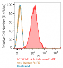 Cell surface staining using hCD27-Fc