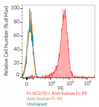 Cell surface staining using Fc-hCD70