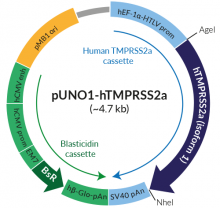Schematic of pUNO1-hTMPRSS2a expression vector