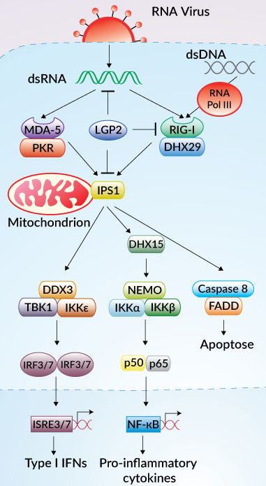 RLR signaling pathways
