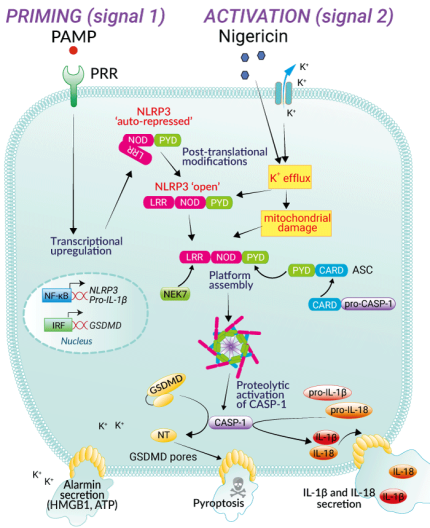Nigericin Inflammasome activation with Nigericin