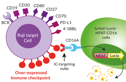 IC-expressing Raji cells in an ADCC assay