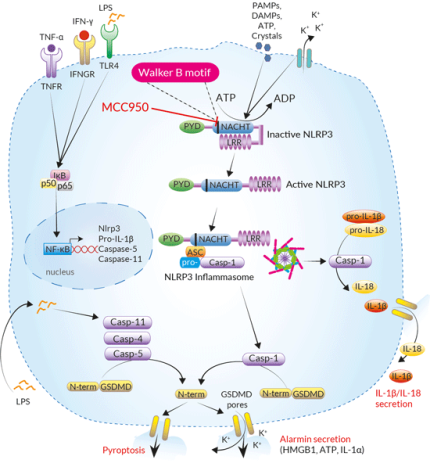 Inhibition of the NLRP3 inflammasome by MCC950