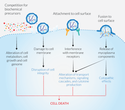 Major impacts of mycoplasma contamination on cell functions