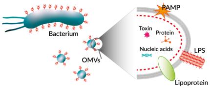 Outer membrane vesicles (OMVs)