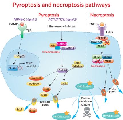 Signaling in THP1-HMGB1-Lucia™ cells