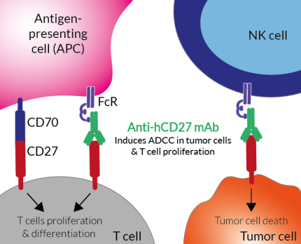 Anti-hCD27 mAb induces ADCC in cancer