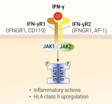 IFN-γ signaling and biological functions IFN-γ signaling and biological functions