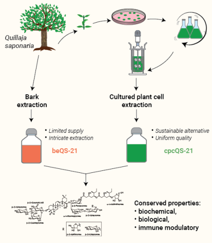 QS-21 extraction from tree bark and cultured plant cell