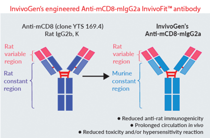 InvivoGen’s engineered Anti-mCD8-mIgG2a InvivoFit™ antibody