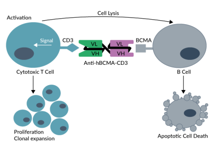 Anti-hBCMA-CD3 binds to hCD3 on T cells and to hBCMA on B cells