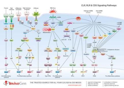 CLR, RLR & CDS Signaling Pathways CLR, RLR & CDS Signaling Pathways