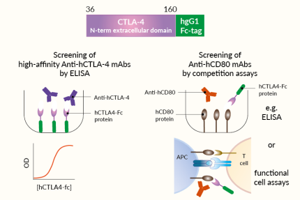 Potential applications of soluble hCTLA4-Fc protein