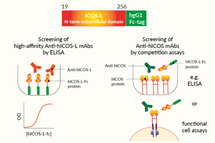 Potential applications of soluble hICOS-L-Fc protein Potential applications of soluble hICOS-L-Fc protein