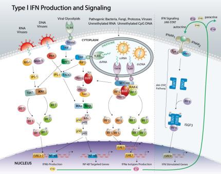 Type I IFN production and signaling pathway