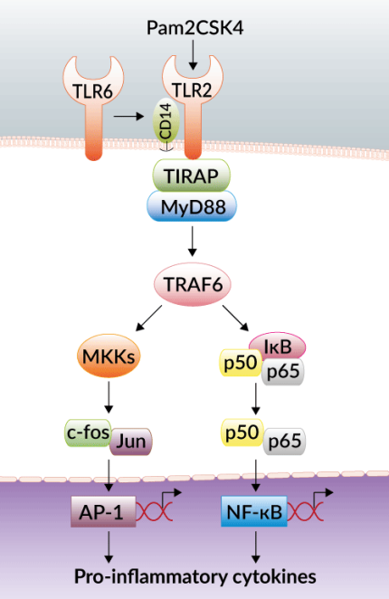 TLR2/TLR6 activation with Pam2CSK4