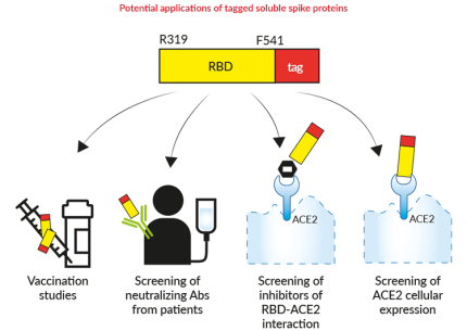 Potential applications of soluble spike proteins