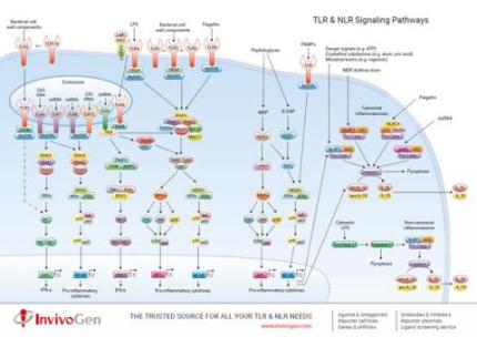 TLR & NLR Signaling Pathways TLR & NLR Signaling Pathways