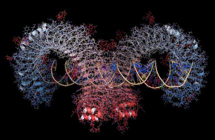 Toll-like Receptor 11 - Review Toll-like Receptor 11 - Review