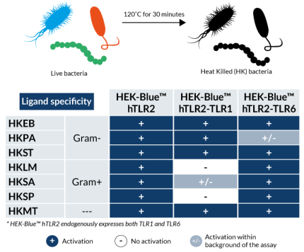 Specific TLR2 heterodimer activation by InvivoGen's heat-killed bacteria