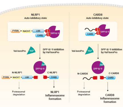 Activation of NLRP1 by Val-boroPro