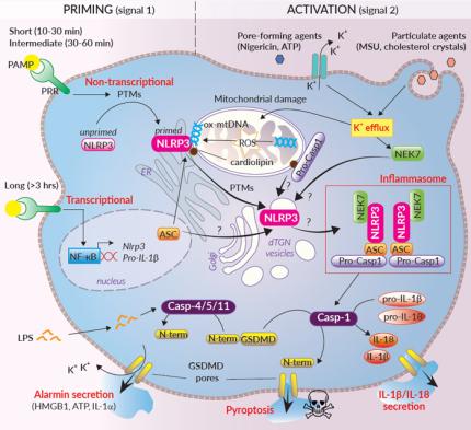 NLRP3 Pathway