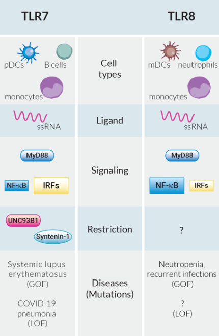 TLR7/8 reporter cellular assays